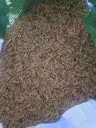 Bag of Oats Fresh from Combine