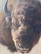 American Bison "Buffalo" Shoulder Mount