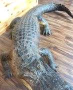 Floridian 11’ 9” long from tip to tip American Alligator