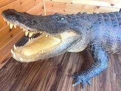 Floridian 11’ 9” long from tip to tip American Alligator