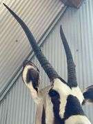Gemsbok- South African Oryx Shoulder Mount