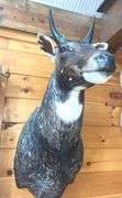 Exotic Asian Nilgai "Blue Bull" Shoulder Mount- 4’ long