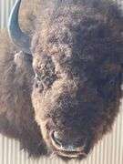 American Bison "Buffalo" Shoulder Mount