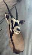 Gemsbok- South African Oryx Shoulder Mount