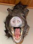 Collared Peccary "Skunk Pig" Shoulder Mount