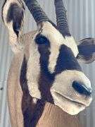 Gemsbok- South African Oryx Shoulder Mount