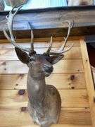 SCI Gold Chocolate Fallow Deer Shoulder Mount- 4’ long & rack is approx. 24” wide