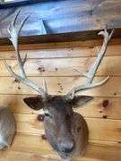 SCI Gold Chocolate Fallow Deer Shoulder Mount- 4’ long & rack is approx. 24” wide