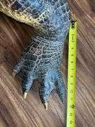 Floridian 11’ 9” long from tip to tip American Alligator