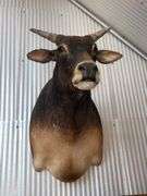 Banteng-Tembadau “Southeast Asia Wild Cattle” Shoulder Mount