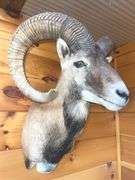 Corsican Sheep- 30” long