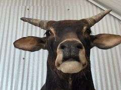 Banteng-Tembadau “Southeast Asia Wild Cattle” Shoulder Mount