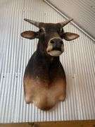 Banteng-Tembadau “Southeast Asia Wild Cattle” Shoulder Mount