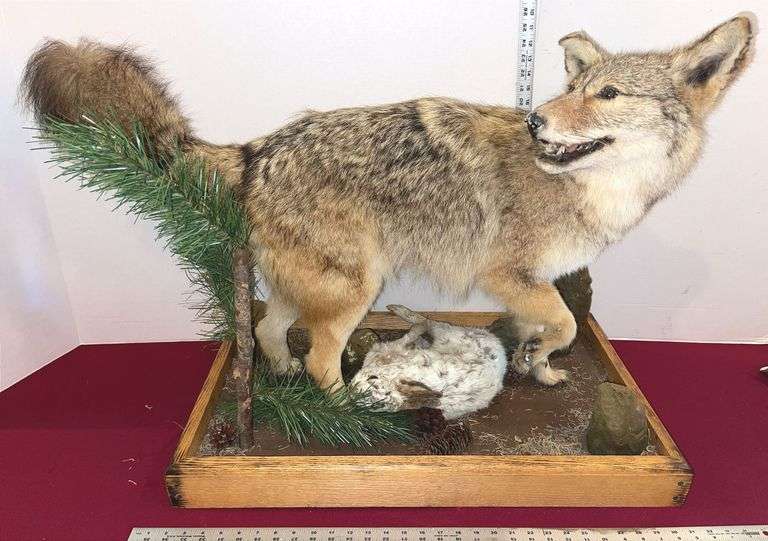 Full Body Coyote Taxidermist Mount w/ Hare Supper
