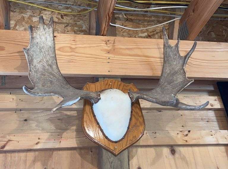 Mounted 36” Moose Antlers - Sherwood Auctions