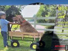 New Childs Wagon