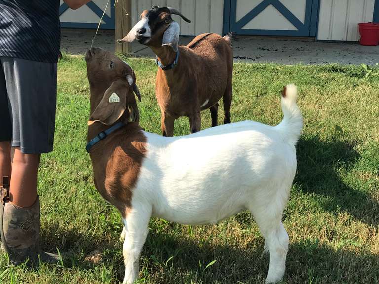 Grand Champion Market Goat- Colton Sutherland Harwood 4-H