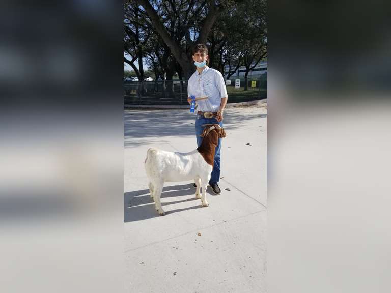 Logan Wright James Madison FFA