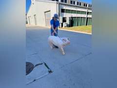 Haden Carlile James Madison FFA