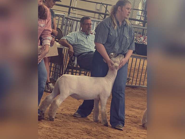 Madison  Peterson  James Madison FFA