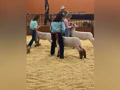 Celeste Gaona James Madison FFA