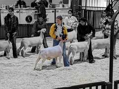 Chloe Dale James Madison FFA