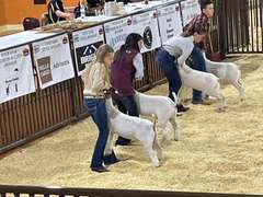 Bailey Gafke James Madison FFA