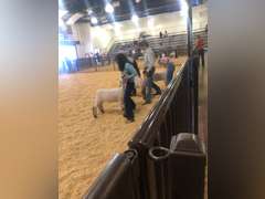 Celeste Gaona James Madison FFA