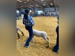 Celeste Gaona James Madison FFA