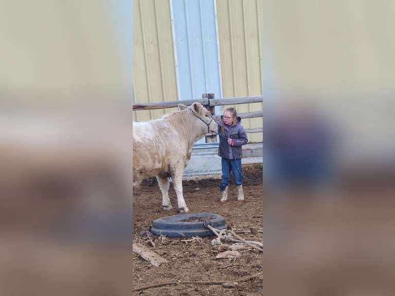 Paisley Nicolas Tabaguache