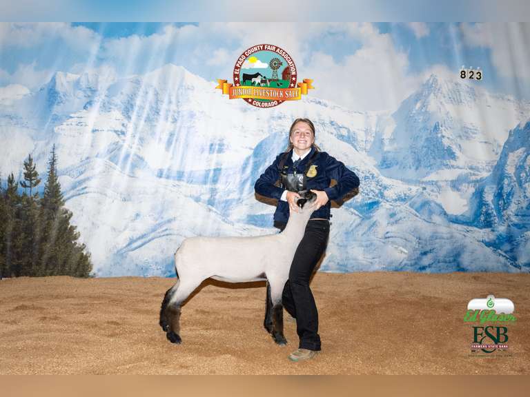 Hadley Buchanan Falcon FFA Chapter