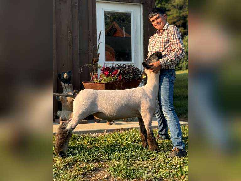 Colten Rummell Carrollton FFA