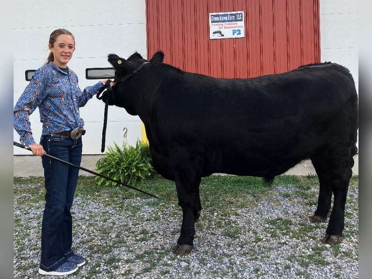 Haylee Lucas The Beef Club
