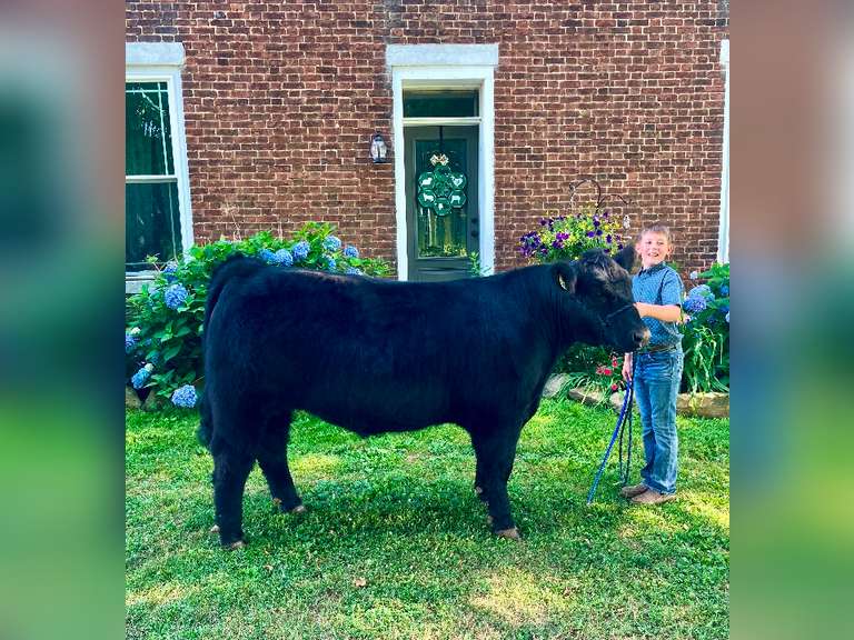 Henry Campbell The Beef Club