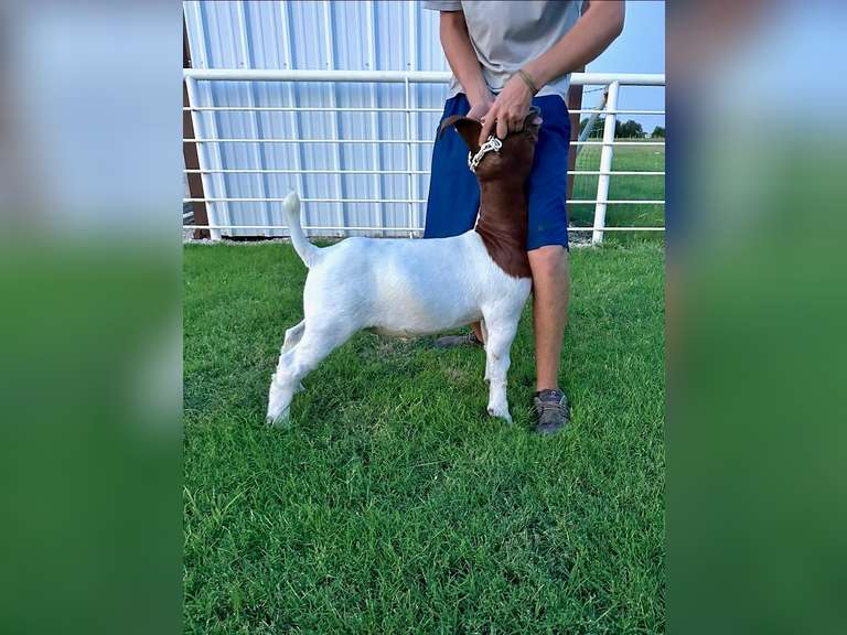 Bryson Show Goats  1328
