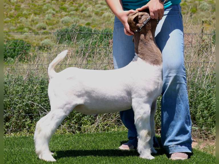 Belcher Farm & Ranch  4027