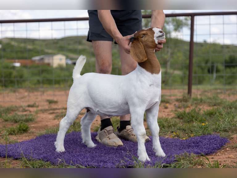 Titanium Livestock  5410