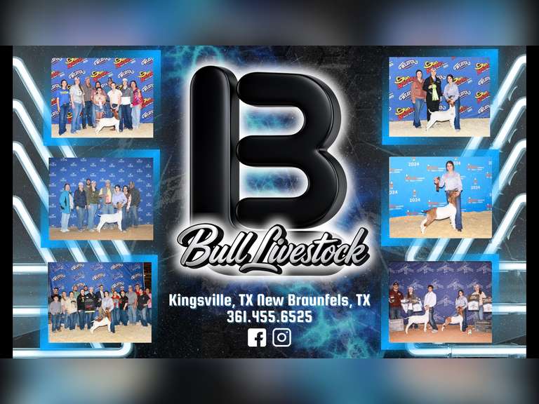 Bull Livestock   25103