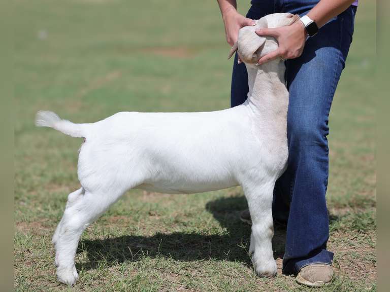 MB BOER Goats  2455