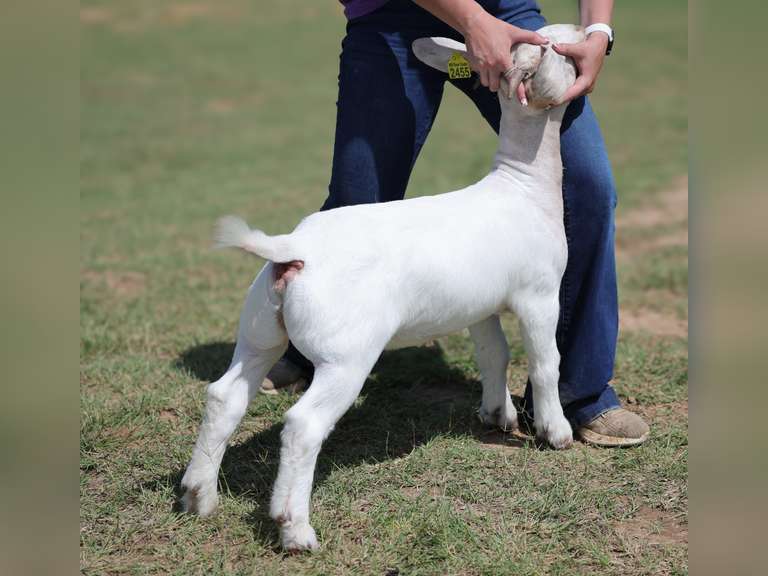 MB BOER Goats  2455
