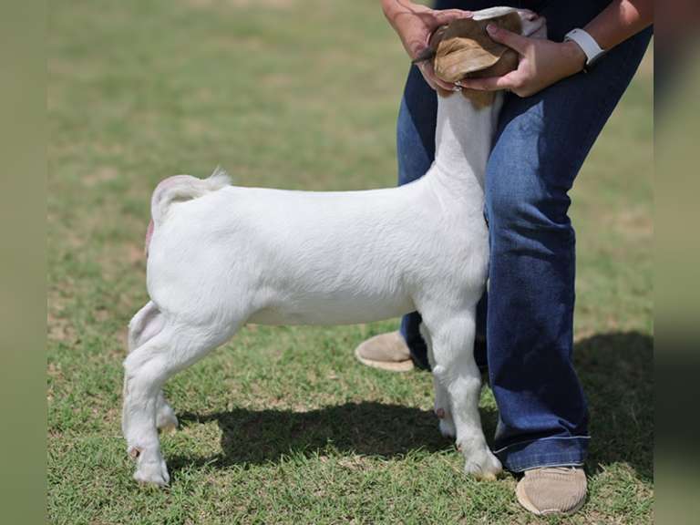 Grimes Show Goats  72