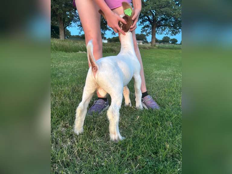 Flyin’ W Show Goats   5013