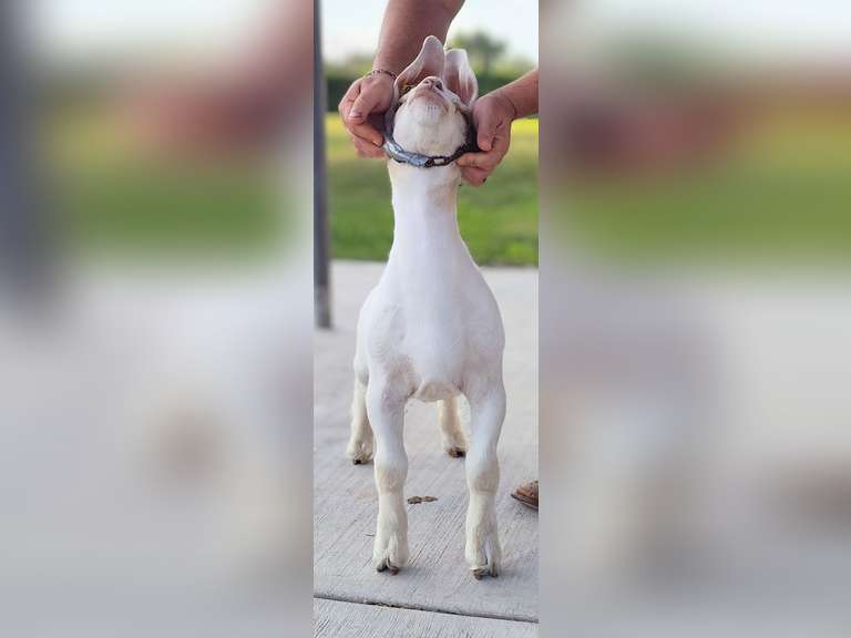 VC Show Goats  550