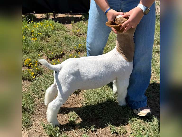 Belcher Farm & Ranch  4024