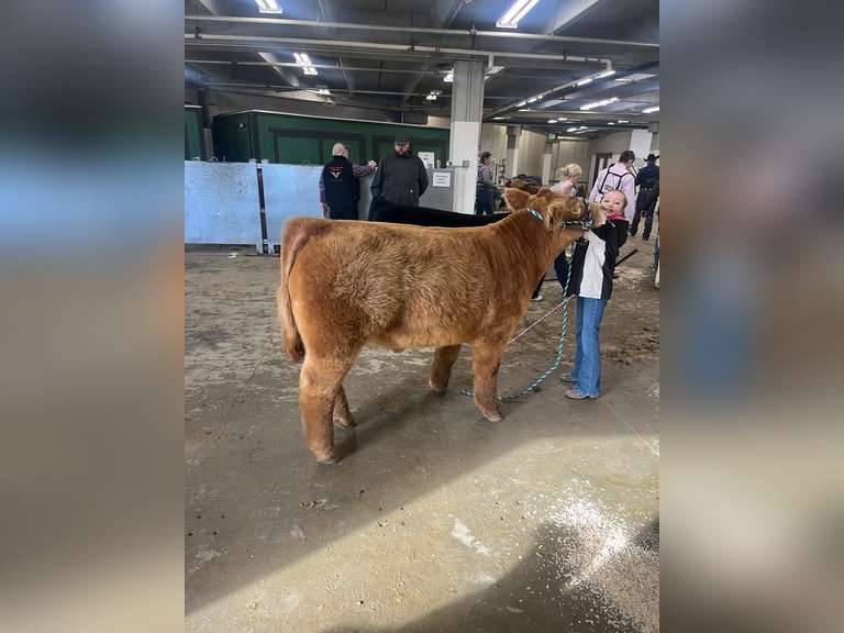 Saige  Carnahan  Kiowa Community 4-H