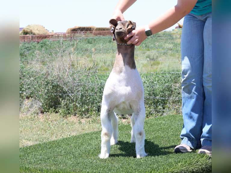Belcher Farm & Ranch  4027
