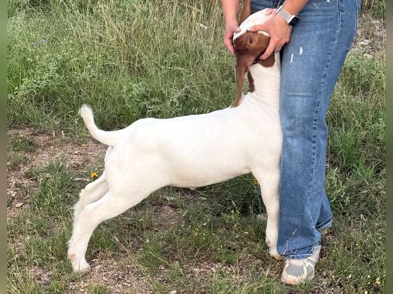Bull Livestock   25103