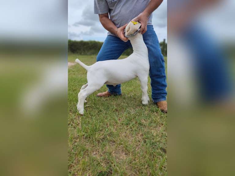 VC Show Goats  550