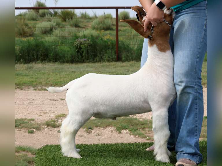 Belcher Farm & Ranch  4048