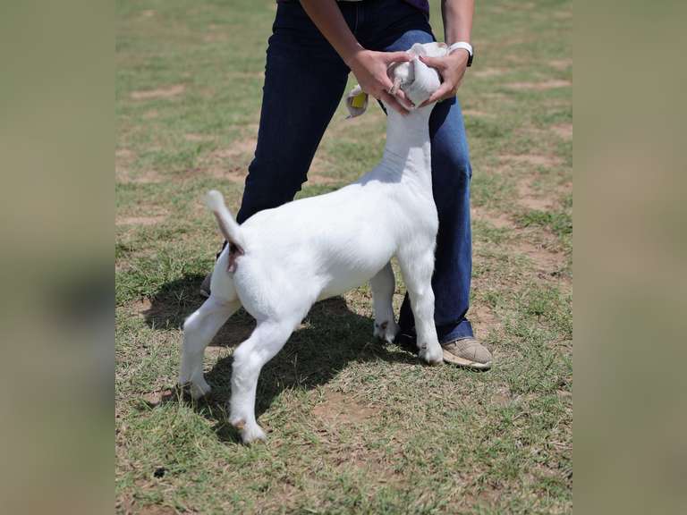 MB BoerGoats  2454